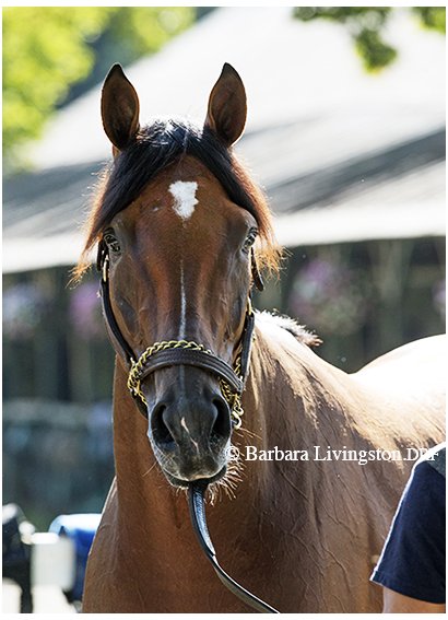 DRFLivingston's tweet photo. Goodbye, IRAP, such a happy young colt, injured while running second in the Pennsylvania Derby. Per Doug O'Neill, he contracted laminitis... https://t.co/wdH2a6qfZr