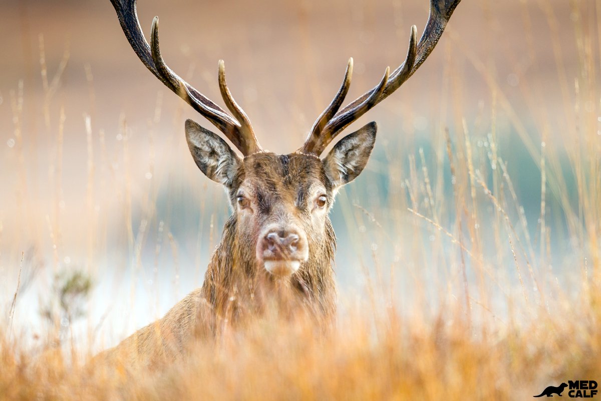 Red Stag in Autumn Scotland #redstag #reddeer #scotlandwildlife