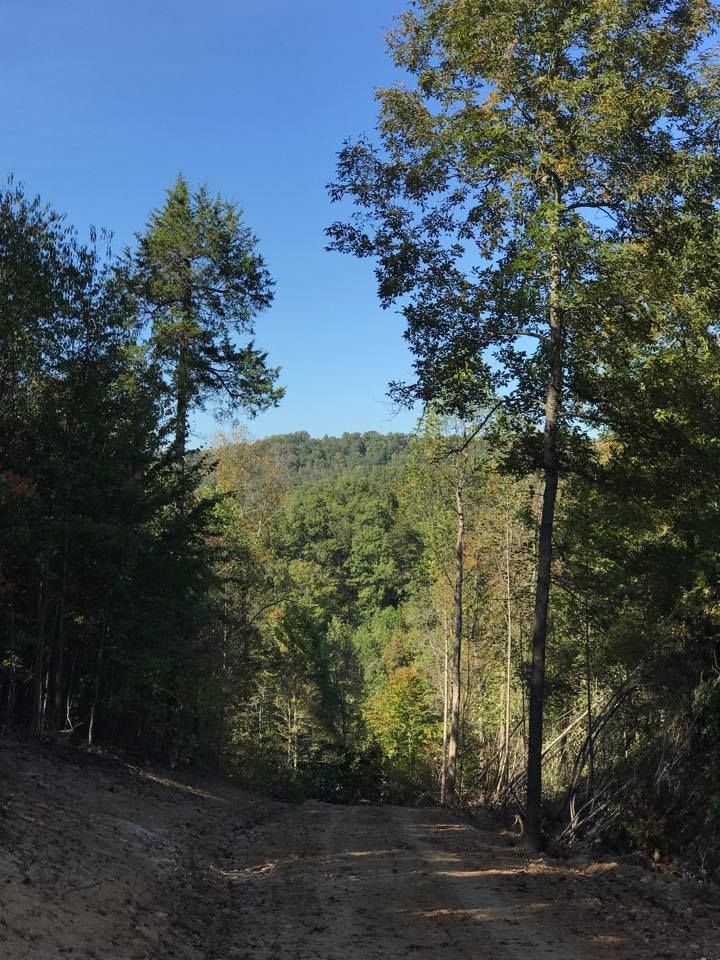 classicland's tweet photo. A sneak peek of our new Kentucky land! #kentuckyland #huntingland #landforsale #offgridland #ownerfinanced https://t.co/xy47C9fIGQ