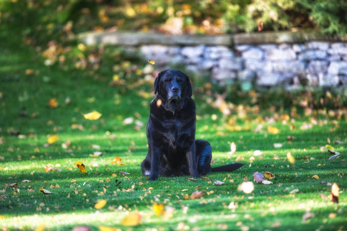 VillagerJim's tweet photo. How many #retweets can my girl get? ❤️😊🐶🐾 #ilovemydog https://t.co/NeQXH9mCbz