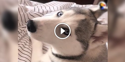 Ce Husky n'a pas du tout envie de quitter mon lit 🙄 😂 ☛ bit.ly/2xbnLKP