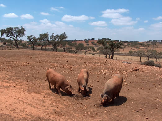 #FriFoto: finding the source for pata negra ham in #Alentejo farmlands with #wineanorak @jamiegoode  #Malhadina bit.ly/2yW5iGW