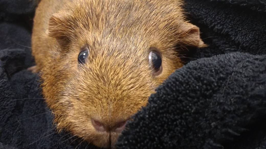Hilltopvets's tweet photo. Furry Friday! This little cutie was super brave today for tests at Hilltop Vets ๐ #furryfridays #guinealove #perfectpig https://t.co/xDa62NSoHV