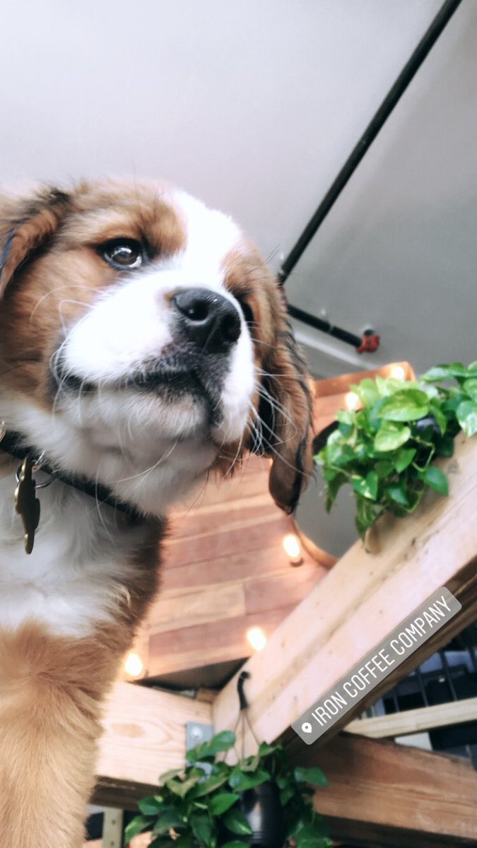 The beast from the east!