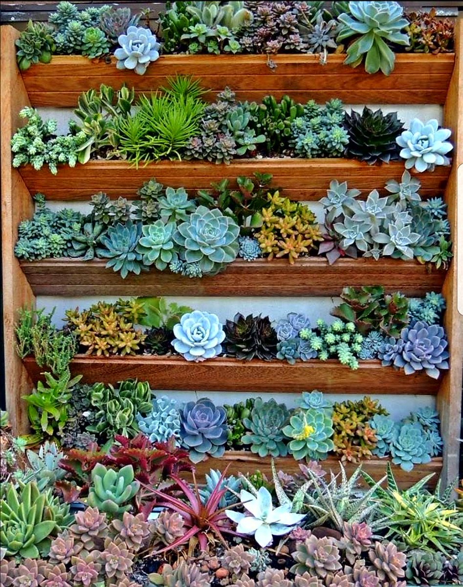 ShopSucculents's tweet photo. Happy planting this weekend everybody!
#diy #succulent #garden #livingwall #succulent_ideas #shopsucculents https://t.co/gWAmQo2KUP