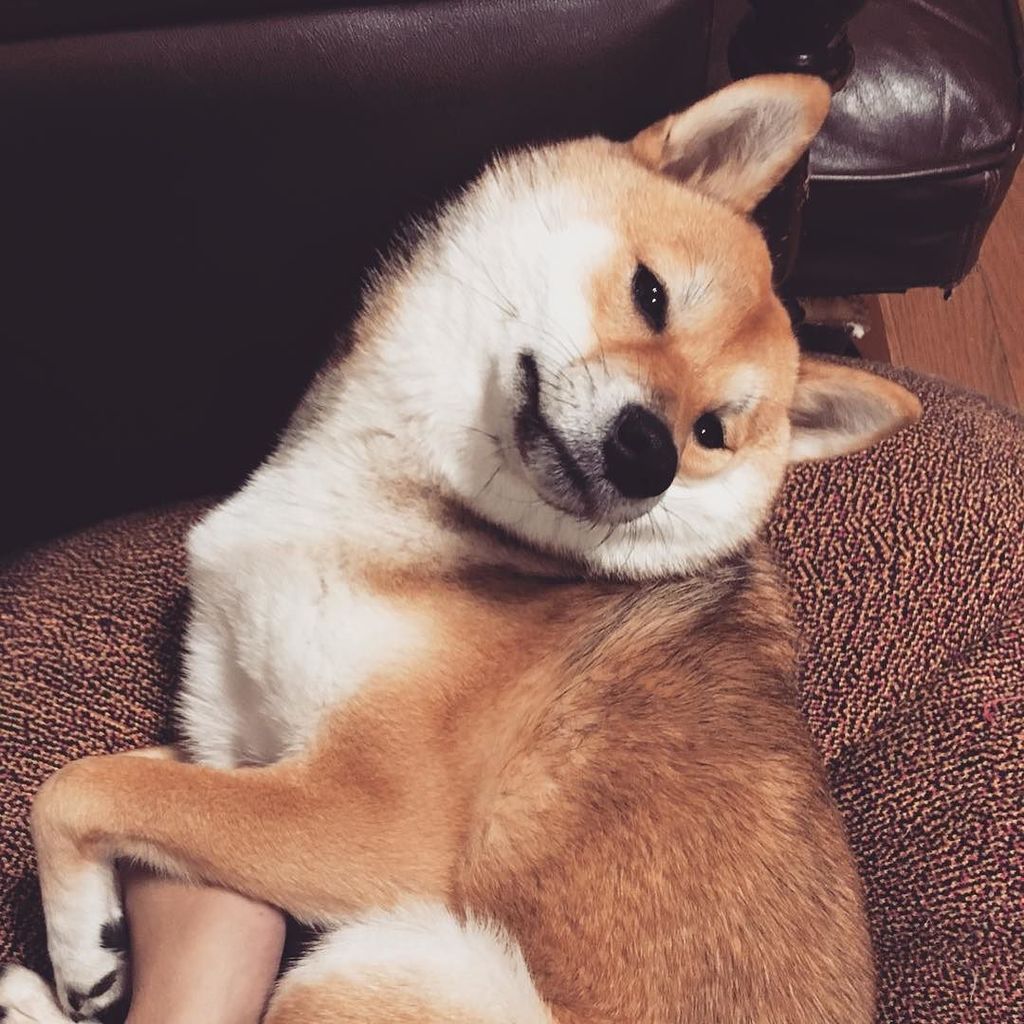 豆柴こまめ 胡麻柴犬 眠気がくると色っぽい仕草をするように 笑笑 おすまし顔 柴犬 柴犬部 柴犬マニア 柴犬だいすき しばけん しばいぬ 犬 犬バカ部 いぬ部 いぬら部 いぬバカ部 いぬのきもち いぬぐみ いぬ T Co