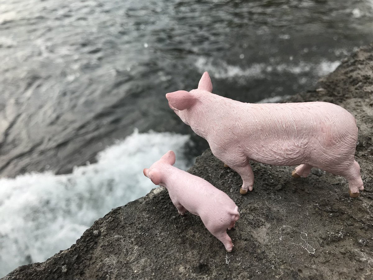 TwoPaddocks's tweet image. Pigs.
On a cliff.
