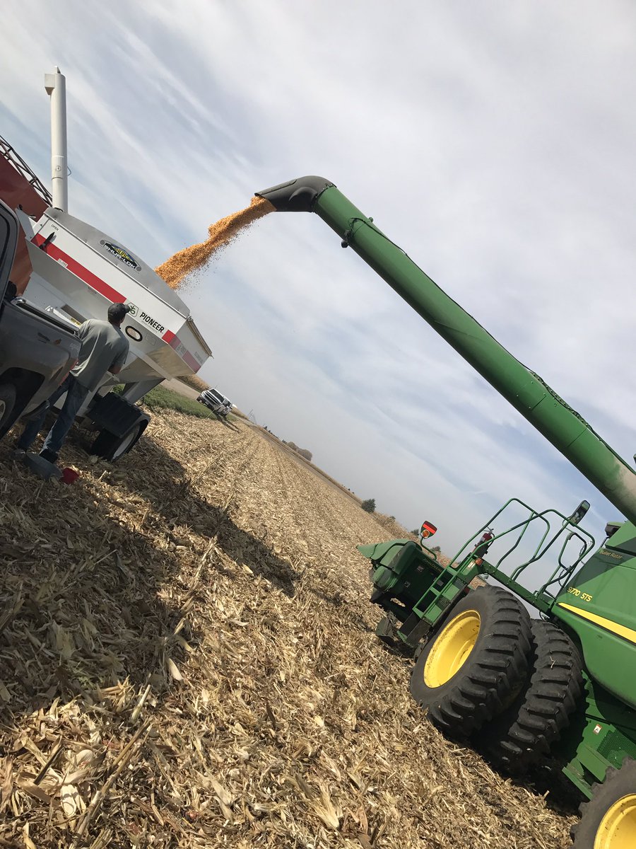 brenniee94's tweet photo. #P9608AMXT proving itself with great grain quality, and standability after harsh late year storms. #YieldHero #WithyoufromthewordGo #harvest2017 @jesseolson1 @PioneerMN https://t.co/ZRrHvUjVx4