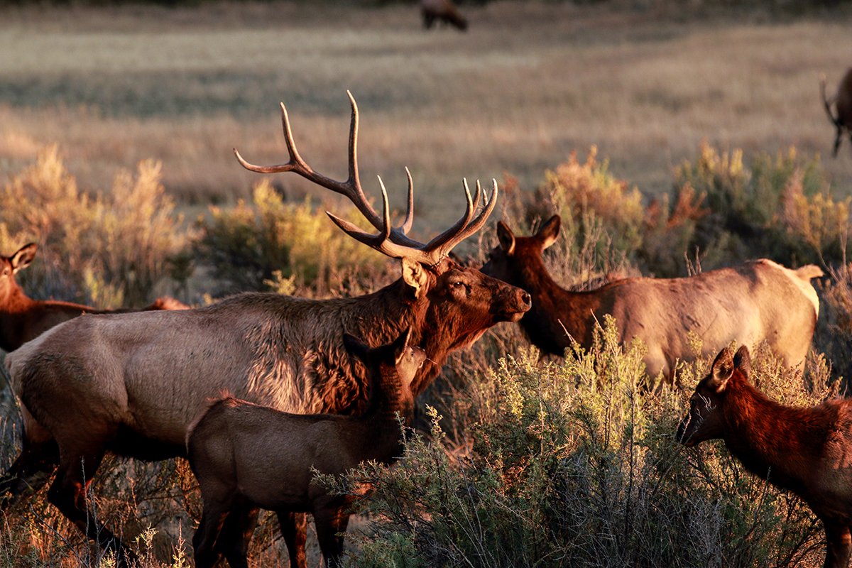 We'd really appreciated your vote for our film #TheRUT #elkrut #bullsfighting #sickforit #elk elknetwork.com/livingelkcount…