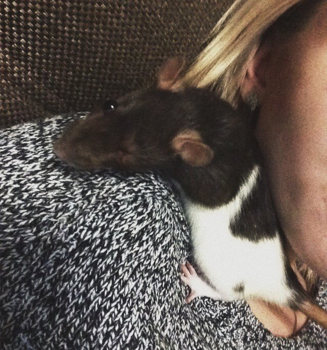 sergeyuska's tweet photo. Познакомьтесь,это одноглазая Сиба,я Ее очень люблю 💕 https://t.co/5y2OWUAFgV