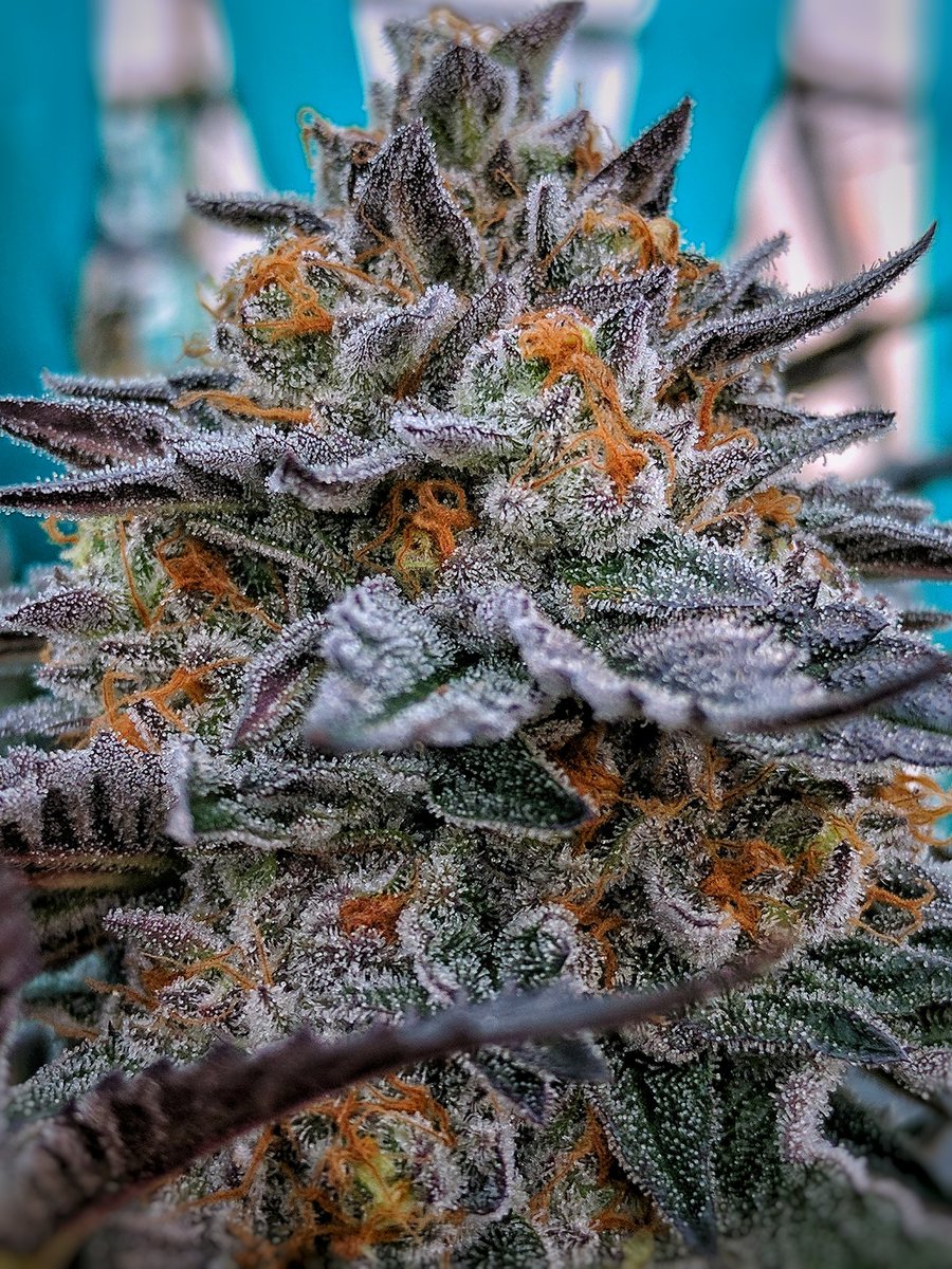Canna Organix tweet media