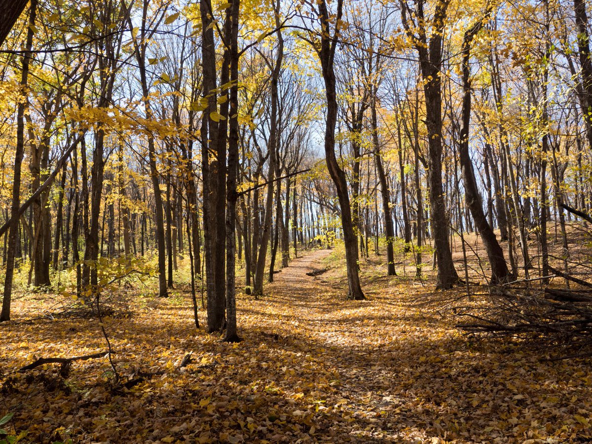 mnstateparks's tweet photo. So much #WowofFall in our parks the last couple of days. What are you seeing? Where are you going this weekend? https://t.co/So74LwhyhF https://t.co/f3uFCbI5Rv