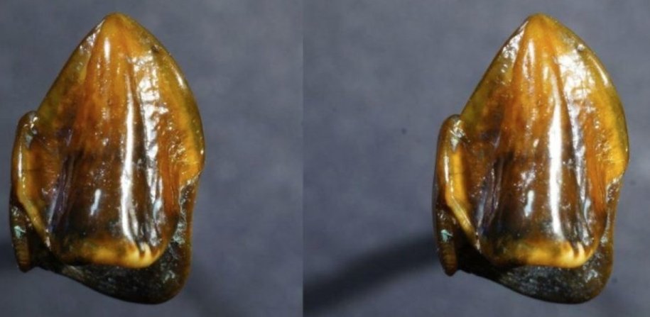 PublimetroChile's tweet photo. El misterioso diente que podría reescribir la historia del origen de la humanidad https://t.co/ybJ7hA2iWs https://t.co/h45XuOEnor