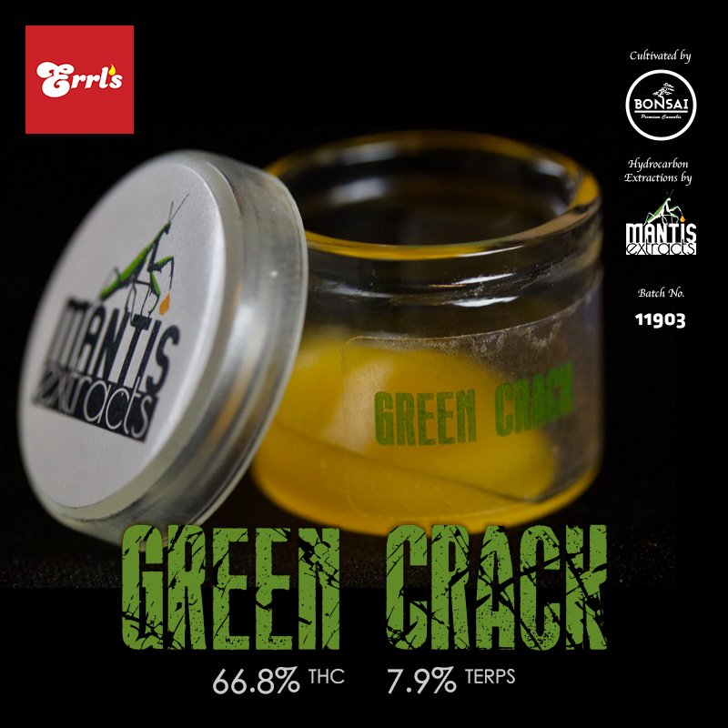 _errls's tweet photo. Green Crack #budrun from #mantisextracts❌bonsaicannabis is full of citrus funk and a definite must try for the concentrate connoisseur! 🍊🍋🔥🔥 https://t.co/RhNnTGbVzM