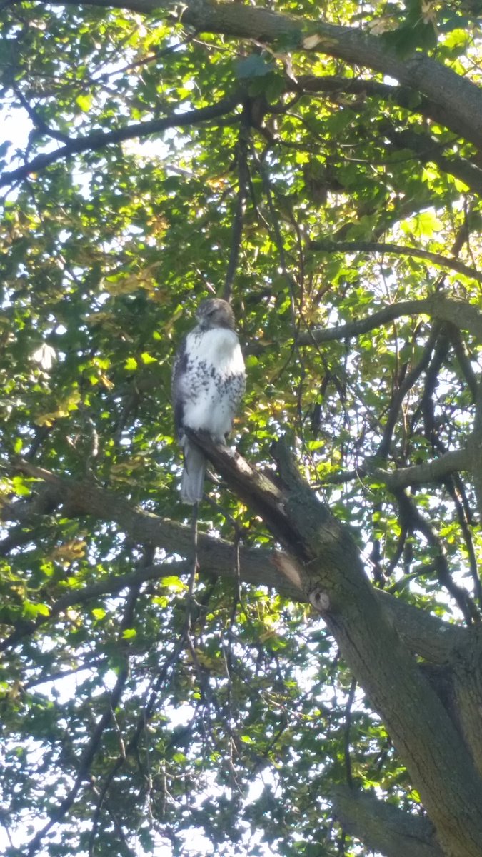 JNSS_EcoSchool's tweet photo. A friend we seen on our nature walk #beautiful #coopershawk https://t.co/ZAYAIxCEa9