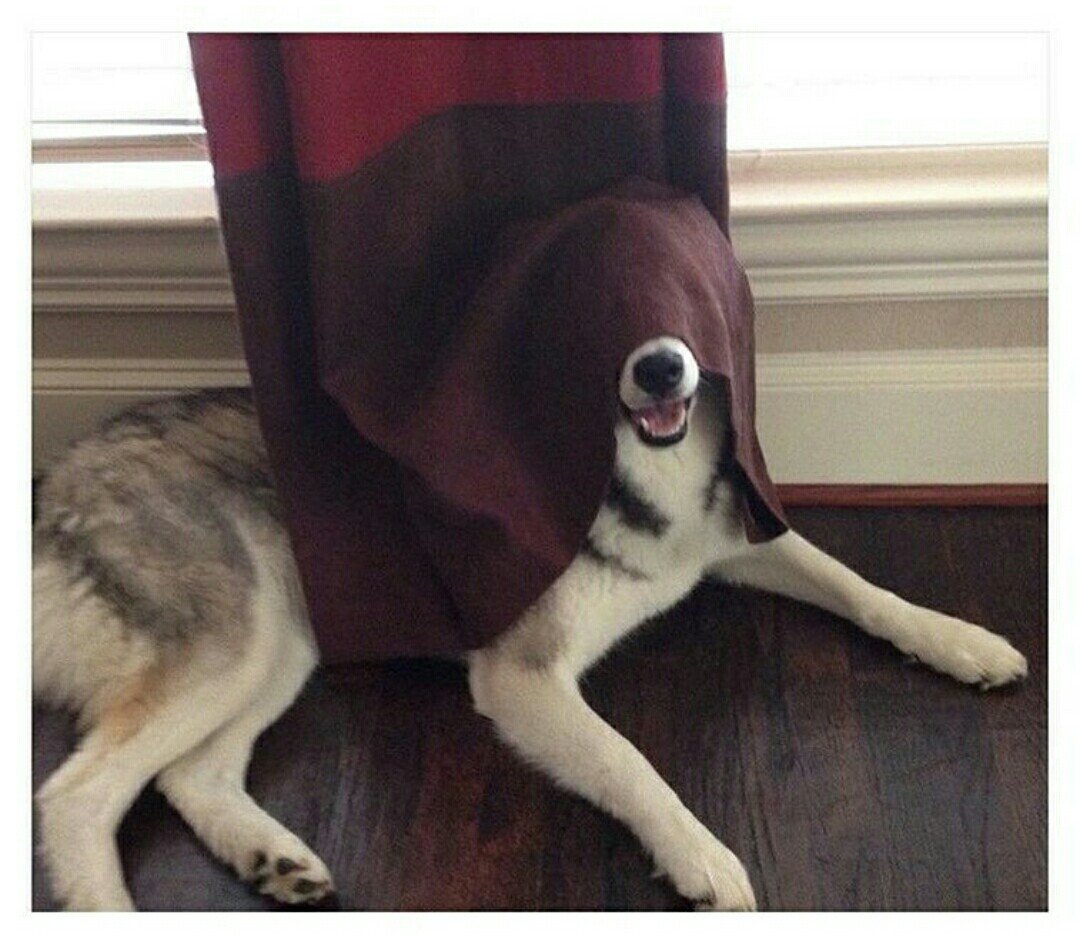 triveni_katti's tweet photo. I love how my dog does stupid things and looks so proud.
#DogsareDope #FridayFeeling
#FRIDAYFEATURE https://t.co/kXqTP3A1vH