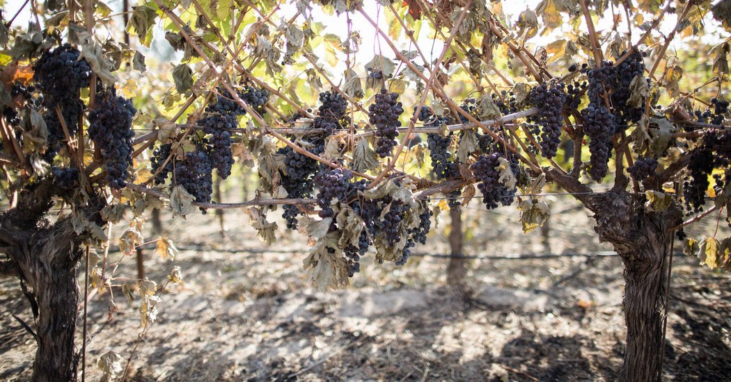 RealWineGuru's tweet photo. Wildfires Spared the Vineyards, but the Wines Could Suffer: Winemakers in Northern California feel they… https://t.co/X7q10lM1T2 #Food #Wine https://t.co/v345P9LfFo