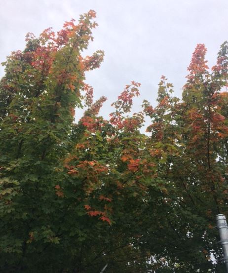 FireMtnGems's tweet photo. #Unikite! You know you're a bead addict when you can see #gemstones in natures changing colors. https://t.co/5v92SIte0c https://t.co/9q428QOZcm