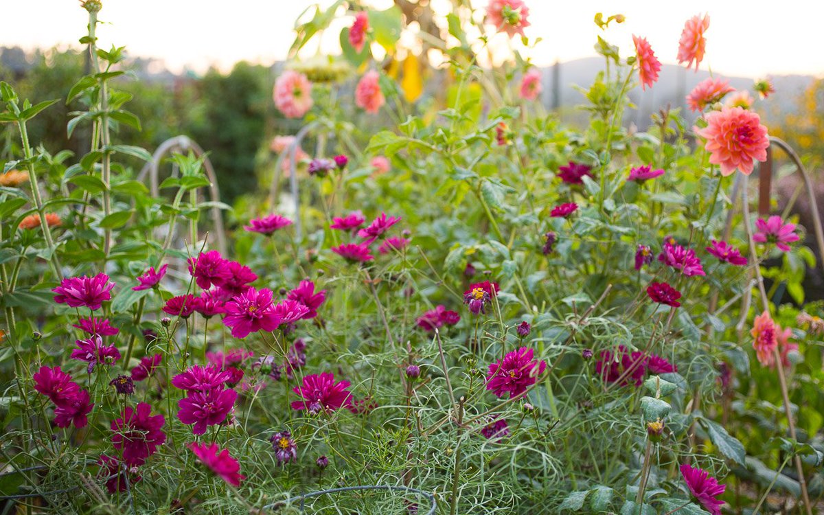 Snapshot from community garden plot 31b. #HappyFloralFriday #FloralFriday #FF @tracyblevins @BethBillstrom @BrenHaas @oh_grow_on @Tampaag