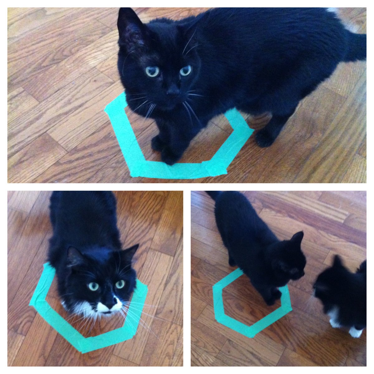 bunnyimhc's tweet photo. We tested the theory: Can you trap a cat in a circle? It worked on 2 of our cats https://t.co/0ZnLcFJac9