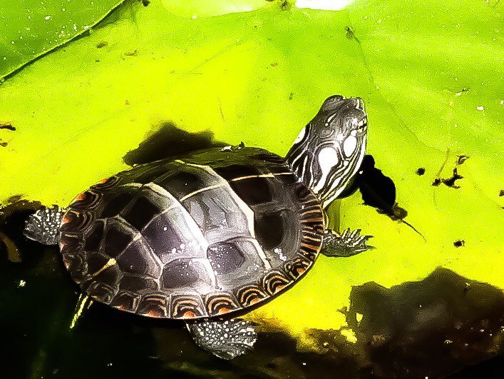 rare never before seen picture of richie tozier