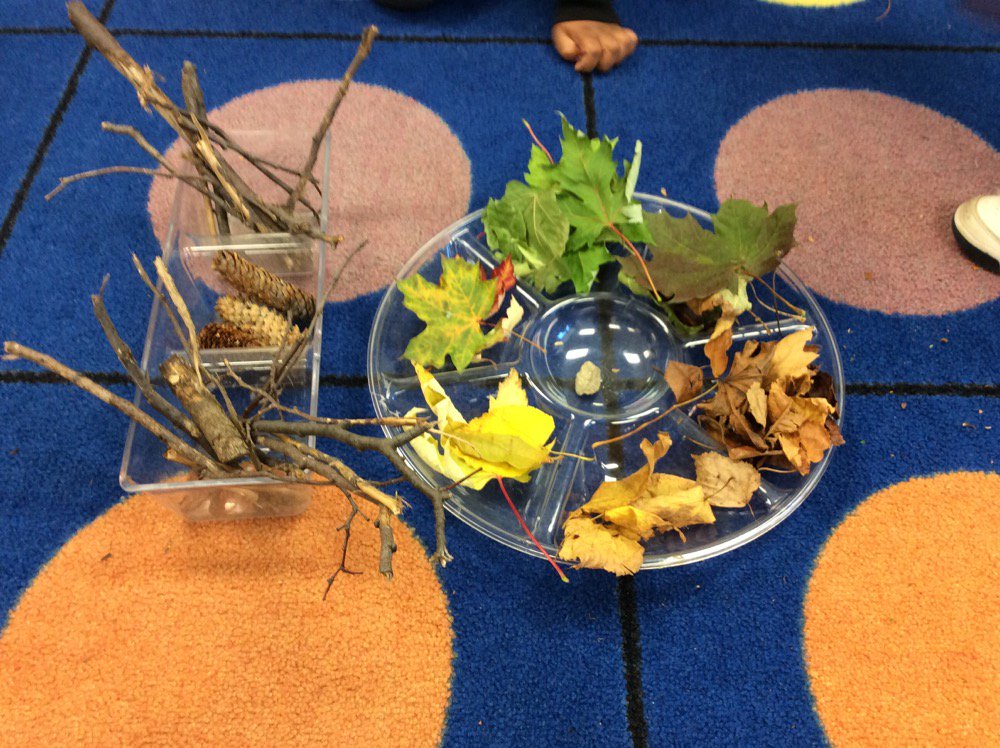 K3Kinders_HW's tweet photo. Today we looked closely at our findings from our nature walk! How did we sort? https://t.co/u5HduErXEK