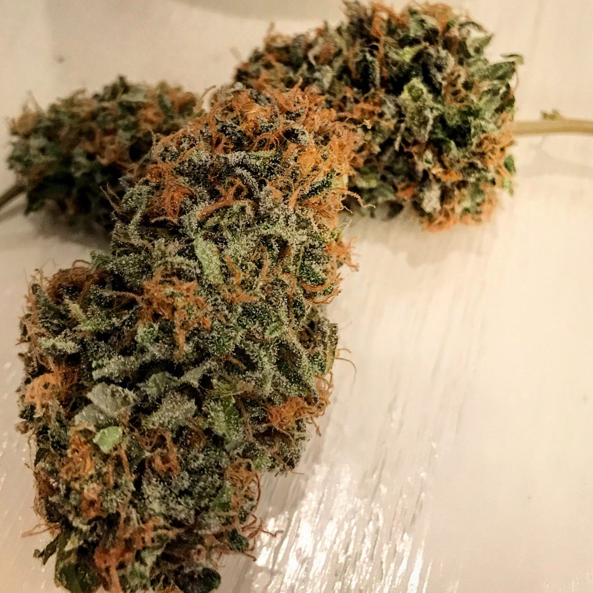 DudeGrows's tweet photo. Alien Bubba Berry comin' at ya from Real DGC GodFatherKush505 #dgcdank #dudegrows https://t.co/zAWpKJpVwR