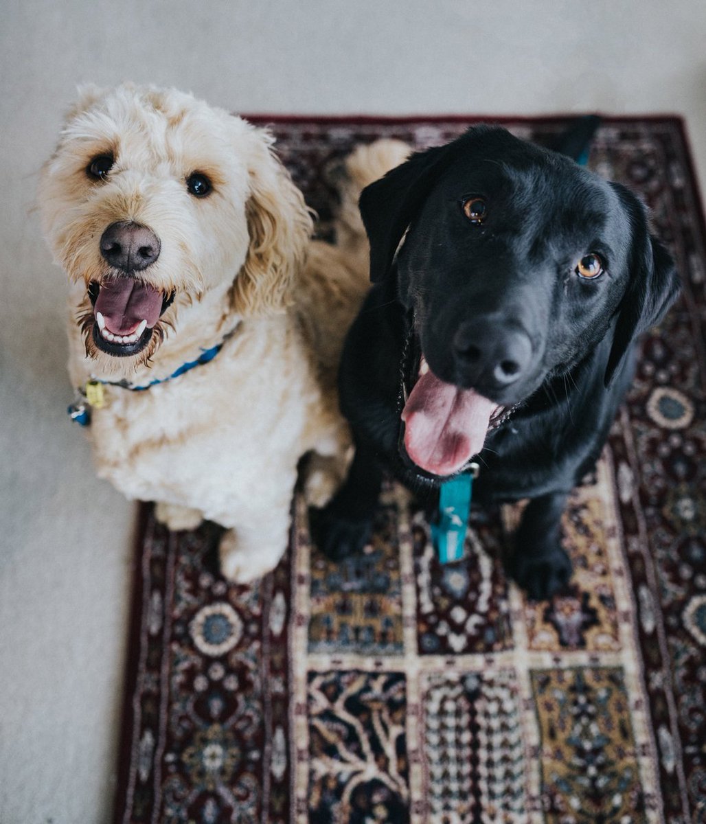 wafcol's tweet photo. What are you and your furry friends up to this weekend? 🐶 As always we love to see your doggy pictures! 📷 #Wafcol #friyay https://t.co/6OJngdQi2m