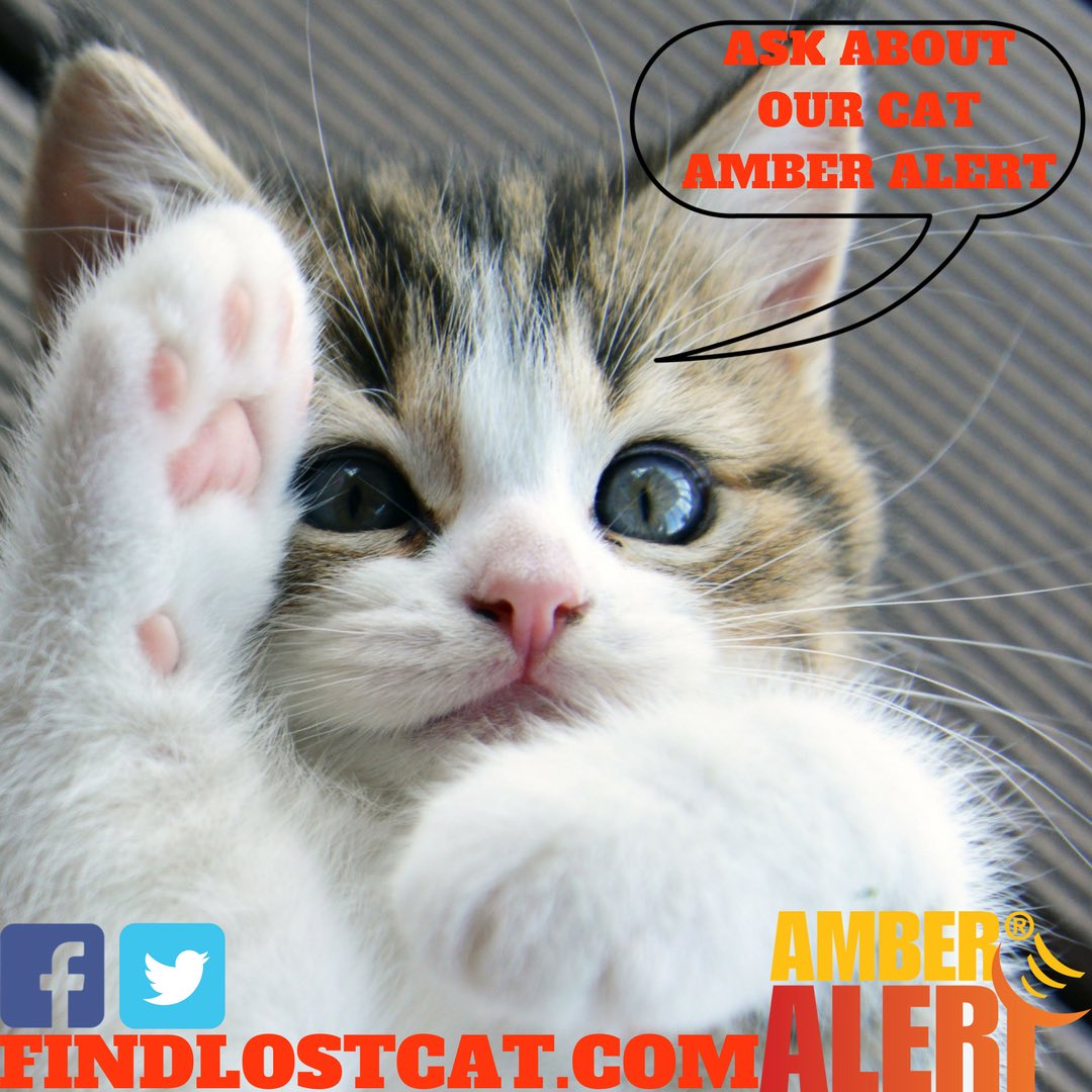 findlostcat's tweet photo. Visit our website for more information about our amazing Cat Amber Alert! https://t.co/AJNefTDlrt