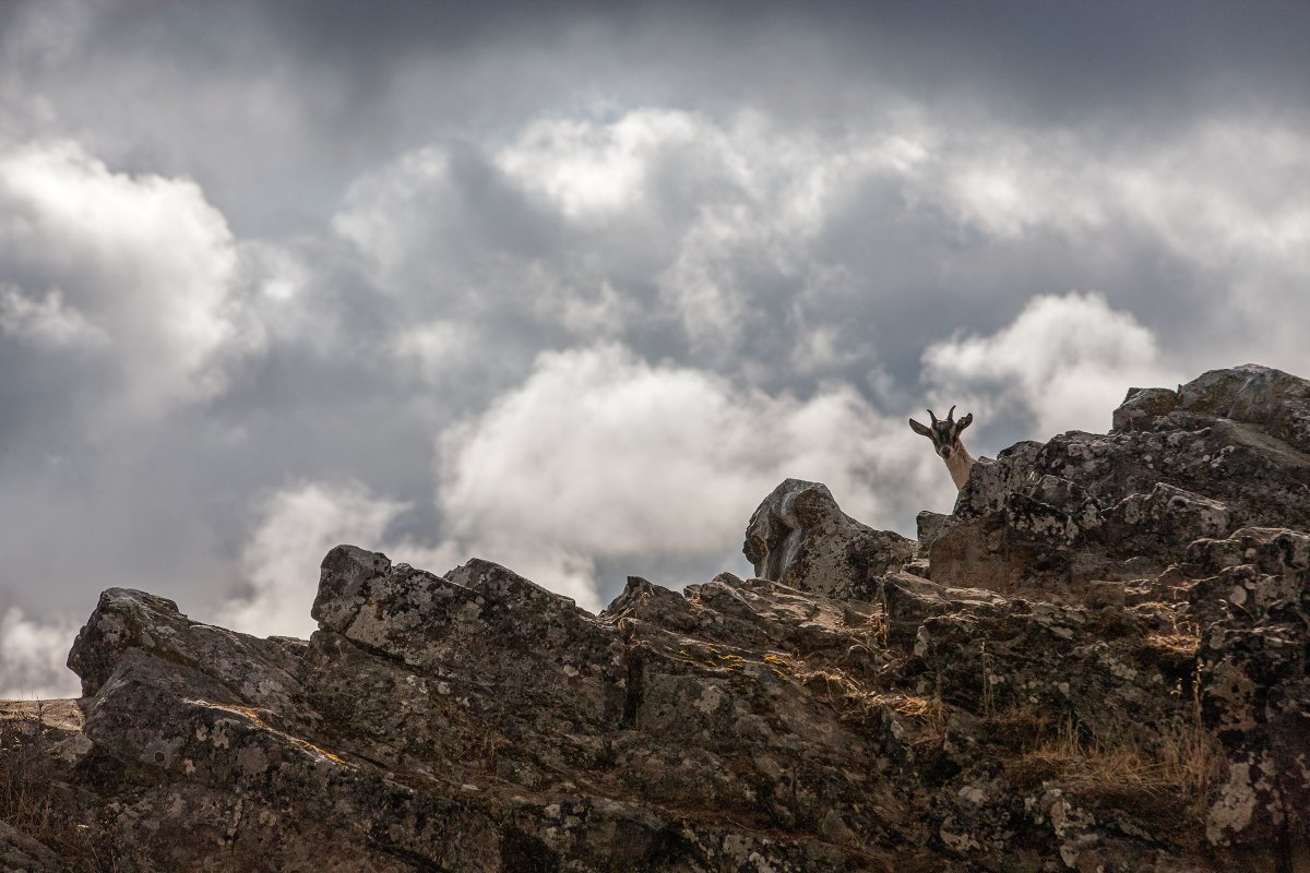 Hide &amp; seek anyone?

#willowwittranch #hideandseek #goatplay #goats #goatsofinstagram #hiking #mountains #mountainclimber #southernoregon