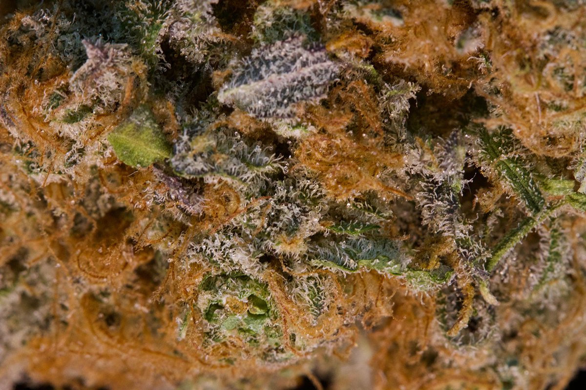 Latest harvest of Purps 1 now available select #i502 retailers. Tag your local #i502retailer to request Bonsai Cannabis near you!