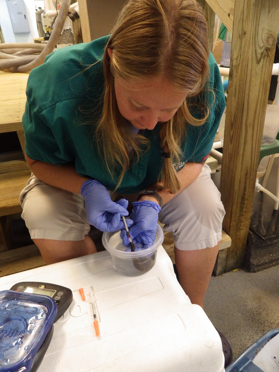 NCAquariumatPKS's tweet photo. I love learning about the diversity of animals &amp; being challenged by unique situations when working with aquatic species. #vettechtakeover https://t.co/6vOD2Ya3NZ