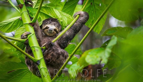 artwolfe's tweet photo. #InternationalSlothDay! Three-toed sloth, Manu National Park, Peru. @CanonUSApro EOS 5D, 280mm, 1/320 ƒ5 ISO 400 #Photography #wildlife https://t.co/bHE5dvbtrf