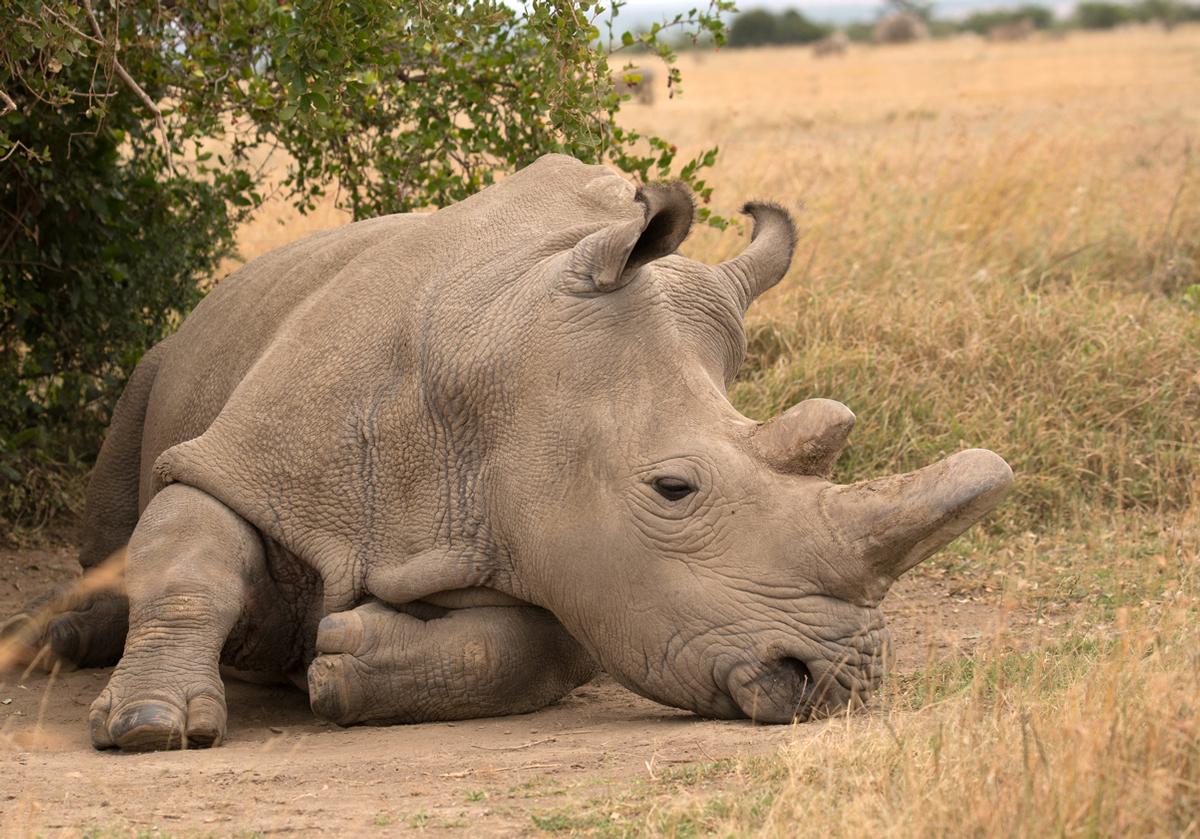 HelpingRhinos's tweet photo. THREE Northern White Rhino left in the world.
TWO female 
ONE male 
ZERO time to save them. Please help &amp; share 🦏
https://t.co/aKPIGuaEx9 https://t.co/jkLk9T5ed3