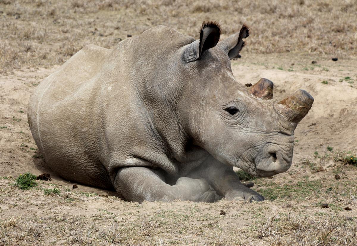 HelpingRhinos's tweet photo. THREE Northern White Rhino left in the world.
TWO female 
ONE male 
ZERO time to save them. Please help &amp; share 🦏
https://t.co/aKPIGuaEx9 https://t.co/jkLk9T5ed3