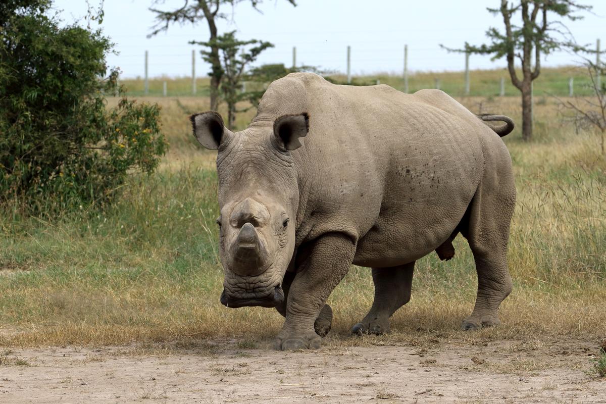 HelpingRhinos's tweet photo. THREE Northern White Rhino left in the world.
TWO female 
ONE male 
ZERO time to save them. Please help &amp; share 🦏
https://t.co/aKPIGuaEx9 https://t.co/jkLk9T5ed3