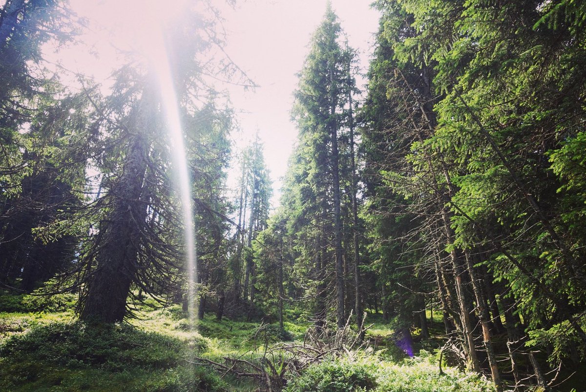 curlysusiw's tweet photo. Nature is not a place to visit, it is home. #wilderkaiser #waldviertel #feelthenature #whisperingtrees #protecttheplanet #breathforest https://t.co/Xxo1UXhQao