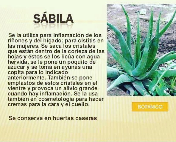 ainhoa_becquer's tweet photo. Sábila 🌿🌿 #DiaInternacionalDelChef https://t.co/gyEODbOAep