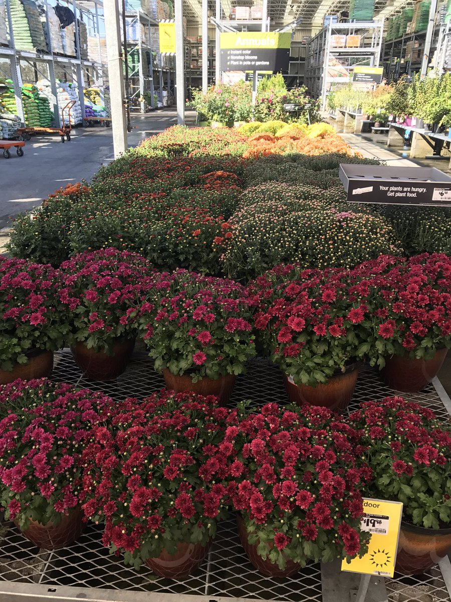 vwiAsheville's tweet photo. We're ready to decorate your weekend in Kingsport, Tn. #HD702 @VWIGreenhouse @Jaydeckard https://t.co/E9WoFQ5DyP