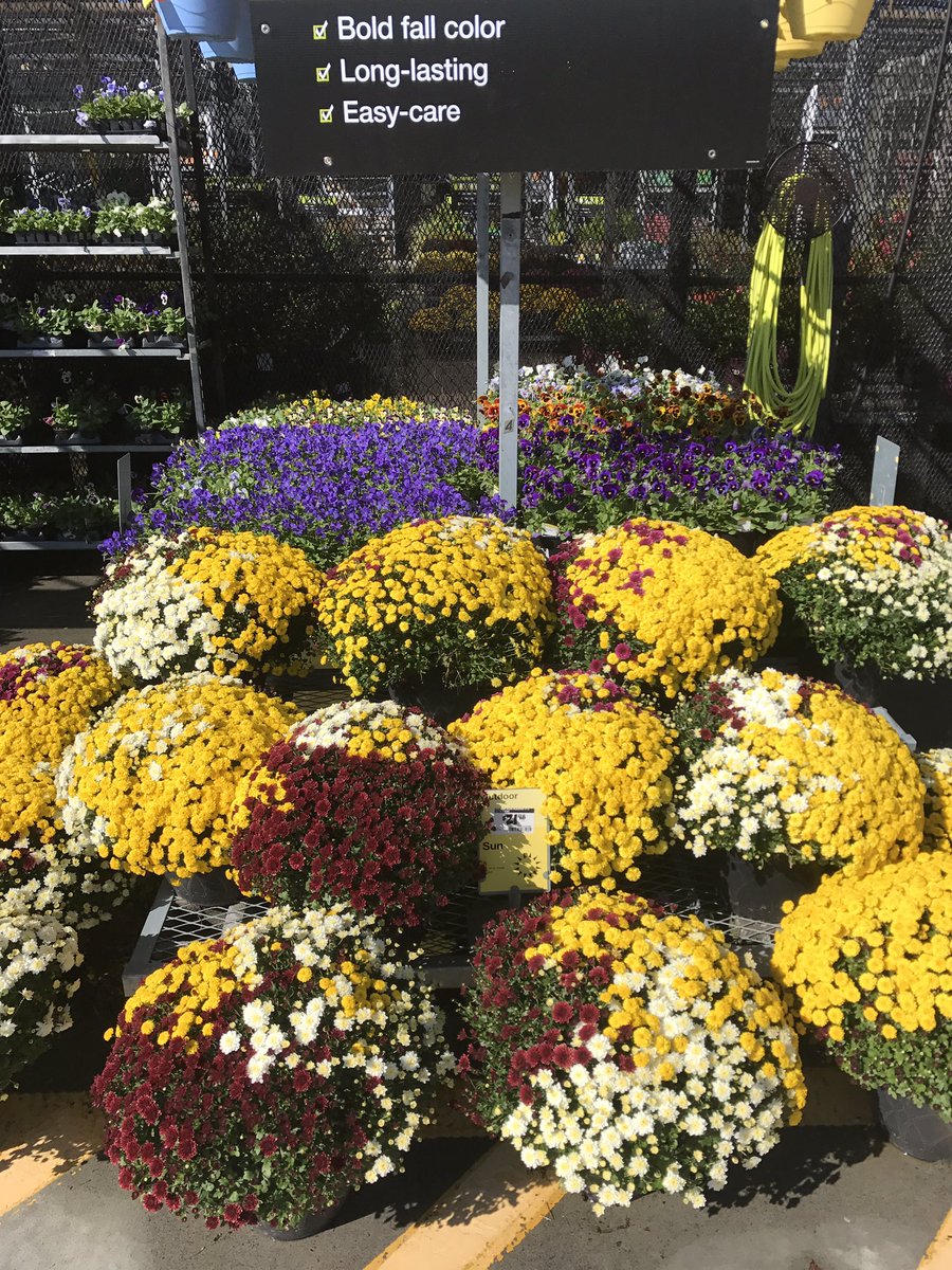 vwiAsheville's tweet photo. We're ready to decorate your weekend in Kingsport, Tn. #HD702 @VWIGreenhouse @Jaydeckard https://t.co/E9WoFQ5DyP