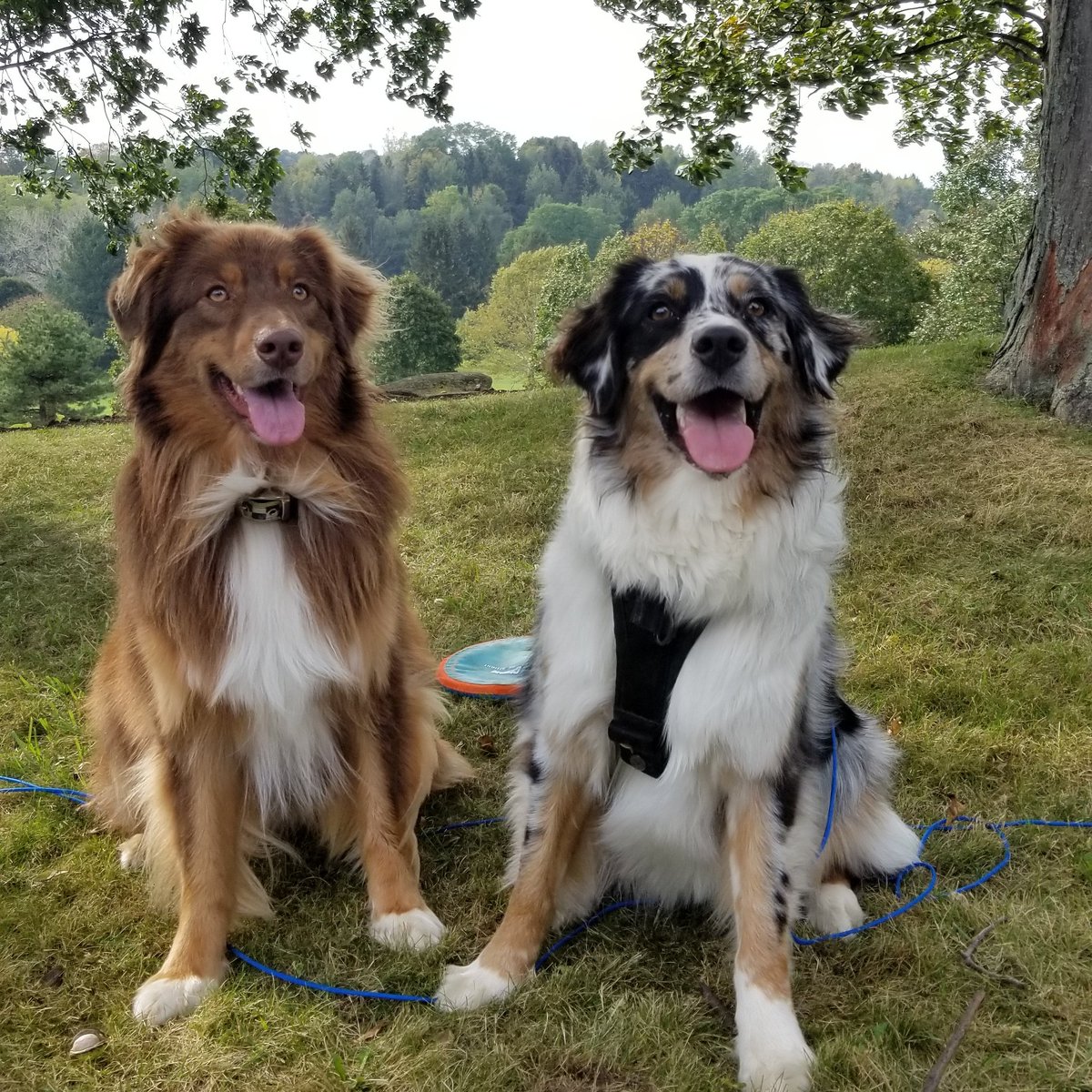 BroBaconTV's tweet photo. These are the pups. Gravy and Mila. #streamers #dogsofstreamers https://t.co/BaoabOJwiL