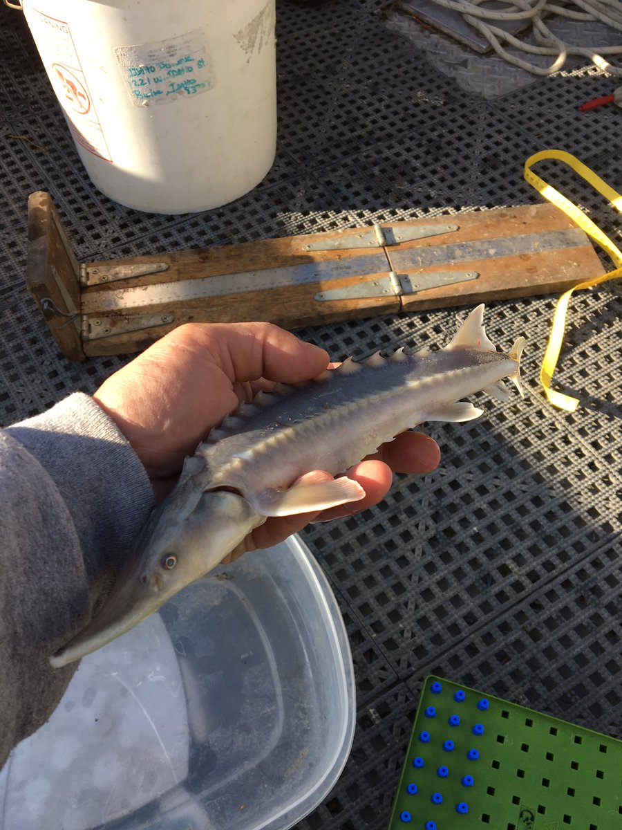 Juvenile sturgeon sampling on the Mid snake river
