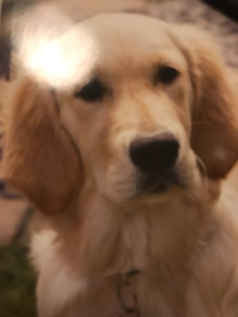 ClubPuzzles's tweet photo. Club puzzles have sponsored a guide Dog called Libby. She loves peanut butter https://t.co/Cz4ua73YRi