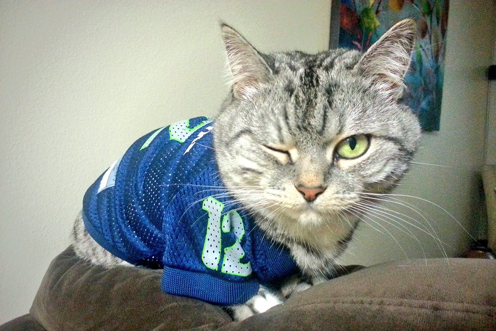 KatChancellor's tweet photo. That #BlueFriday feeling! 😉

Feeling PAWsitive &amp; energized after a restful bye week. Let's do this!!!

#GoHawks #12thCat @Seahawks @12s https://t.co/c9vJDZigei