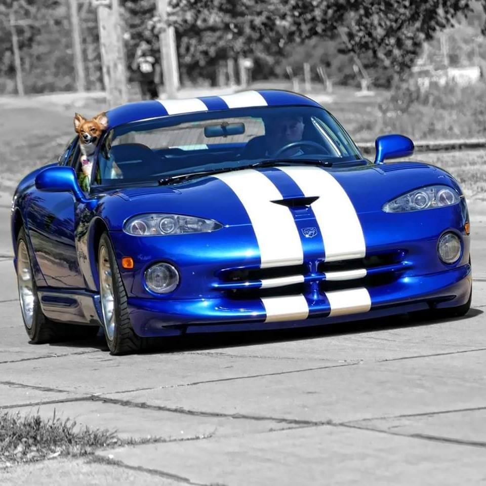 ModernShopMgmt's tweet photo. Riding shotgun in a Viper makes Sandy a happy shop dog. Thanks for the pic Anderson Automotive Service &amp; Repair! #FridayFunday #Dodge https://t.co/aVSYXljnAh
