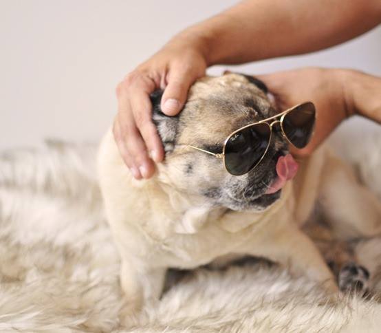 prettypugpic's tweet photo. https://t.co/8uZ2Sd4KlE #pug #dogsoftwitter #nofilter #prettypugpics https://t.co/pB1uQfetSz https://t.co/eTQ8I3JYkv