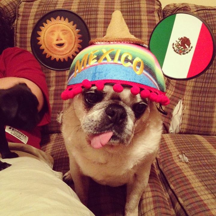 prettypugpic's tweet photo. https://t.co/8uZ2Sd4KlE #pug #dogsoftwitter #nofilter #prettypugpics https://t.co/pB1uQfetSz https://t.co/NMkSygJy9c