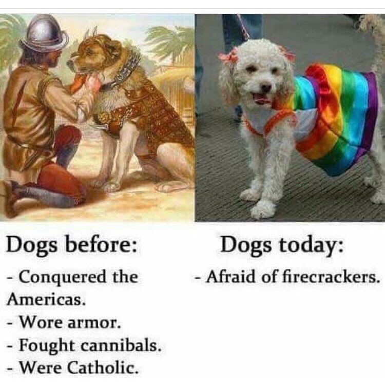 ComanderSlander's tweet photo. My first dog will be trained like the one on the left &amp; I'll ride it into town like a warrior pony-hound🐕⚔️ https://t.co/8z84qlXlsx