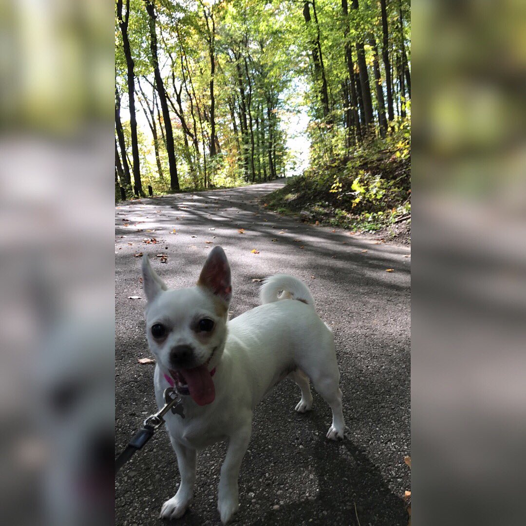 ashleylaff's tweet photo. big adventures with lil Lola ❤️ https://t.co/bReVKEyG2B