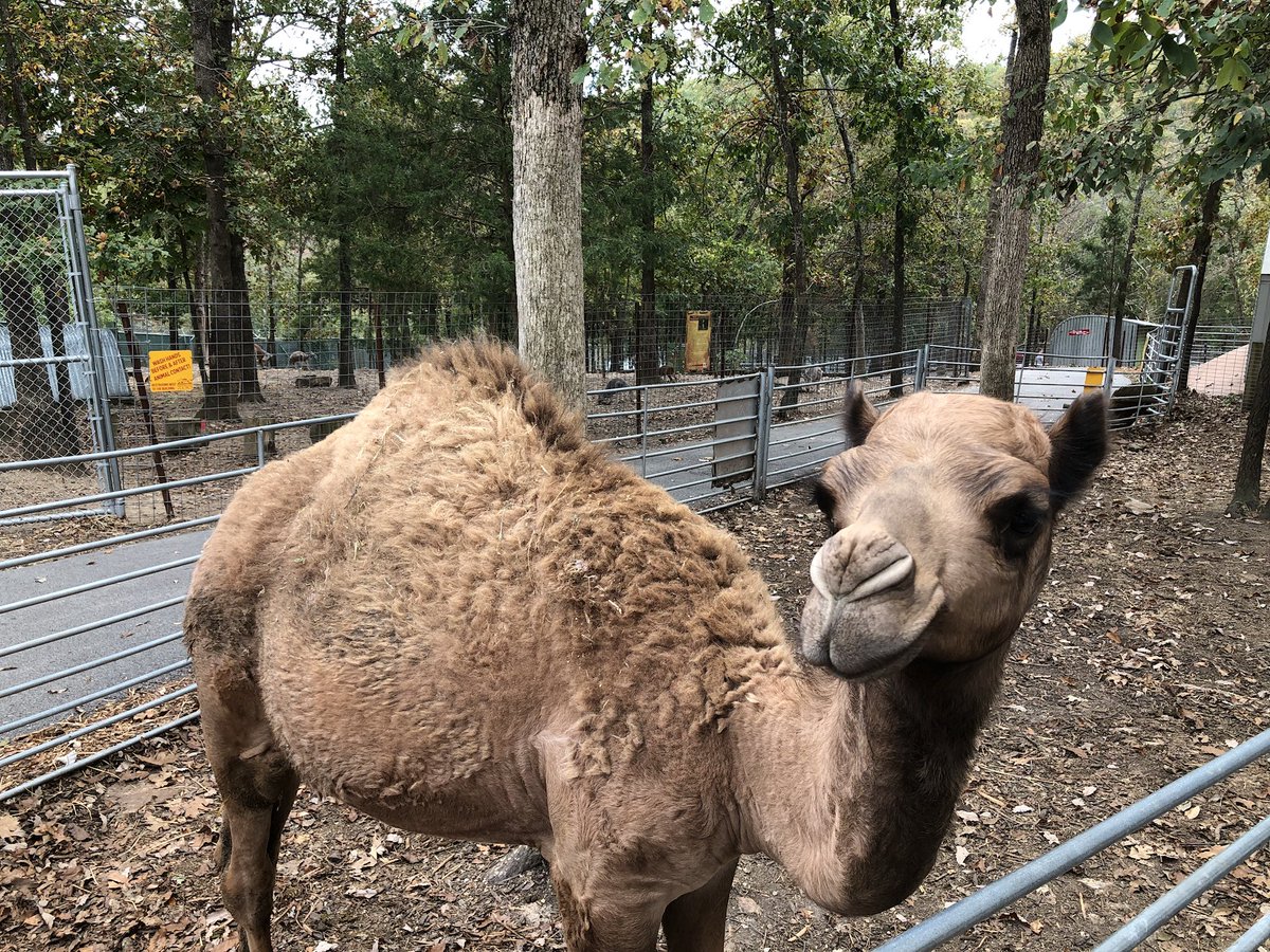ConsumerKing's tweet photo. Is it hump day yet? #ad #cqtravel #barkcations #exploreBranson https://t.co/5RRpcNsWOa